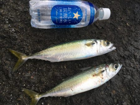 ジグサビキでアジとサバ